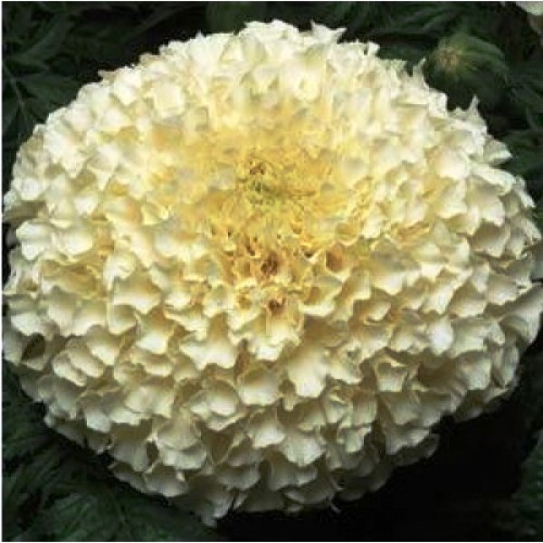 Omaxe Marigold F1 Vanilla White (10 seeds)